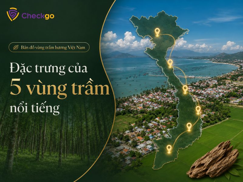 Bản đồ vùng trầm hương Việt Nam: Đặc trưng của 5 vùng trầm nổi tiếng