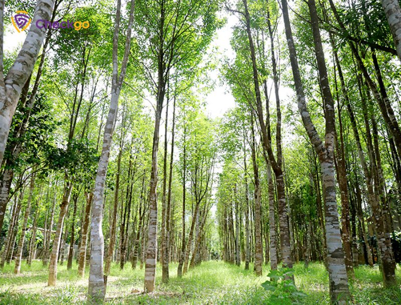 Tây Nguyên: Vùng có lợi thế phát triển cây dó bầu