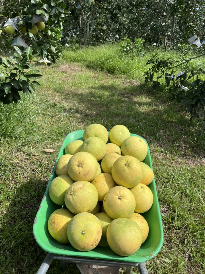 mật ong